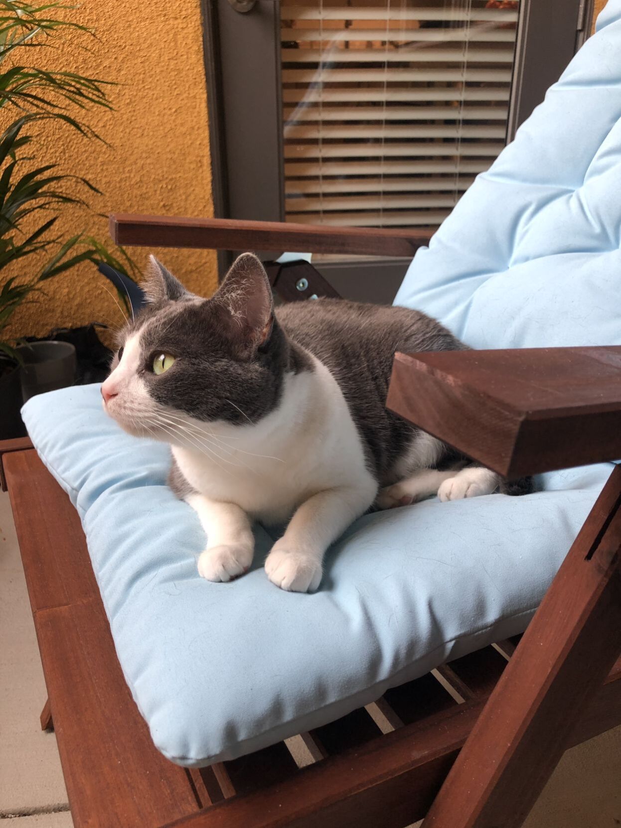 Coco